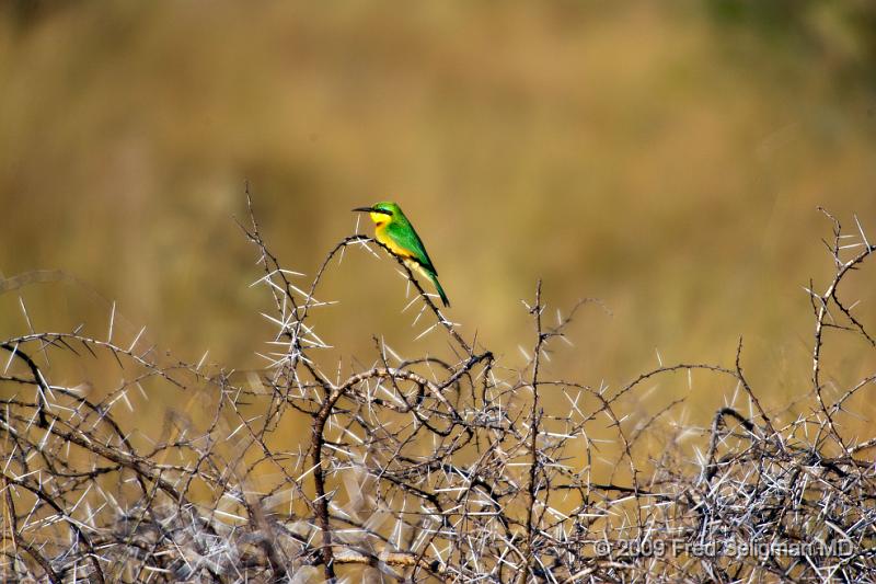 20090613_161639 D3 X1.jpg - Please e-mail me if you know the names of any of these birds